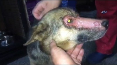 hayvan severler -  - Yüzüne kimyasal madde atılmış köpeği vatandaşlar kurtardı  Videosu