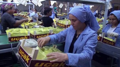 nani - Türkiye'den ilk üzümler Rusya'ya - MANİSA Videosu