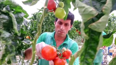 tarim urunu - Ağrı'da serada üretilen domates bölgenin lezzeti oldu  Videosu