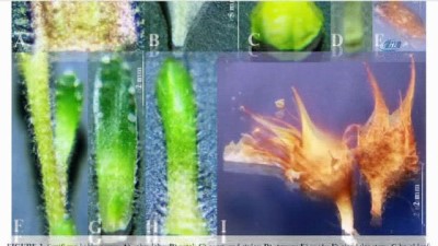 ozel guvenlik -  Cilo Dağları’nda yeni bir bitki türü keşfedildi  Videosu