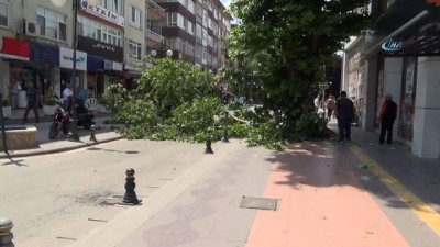 trafik polisi -  Dev ağacın dalı kırıldı, cadde trafiğe kapandı Videosu