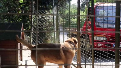 celik halat - Oktar'ın bahçesindeki hayvanlar barınağa gönderildi - İSTANBUL Videosu