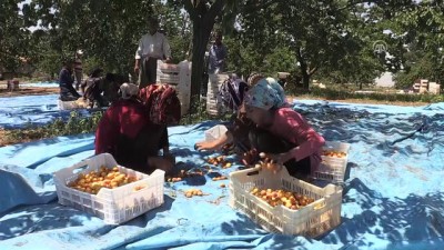 ihracat rakamlari - Üretici 'hasarlı' kayısıda bilinçlendi, fiyat yükseldi - MALATYA  Videosu