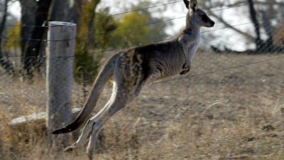 hayvan haklari - Avustralya'da kangurulara tel örgü işkencesi  Videosu