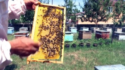 antibakteriyel - 'Çam balı hastalıklarla mücadelede destekleyici rol oynuyor' - SAMSUN  Videosu