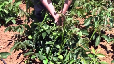 ihracat - Ceviz fidanında hedef yükselttiler - BALIKESİR  Videosu