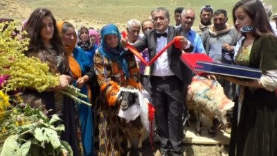 turkucu -  Koyuna duvak, koça papyon taktılar...Ak koyun ile kara koça davul zurnalı düğün  Videosu