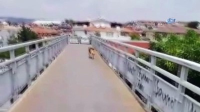 akilli kopek -  Akıllı köpekten üst geçit dersi Videosu