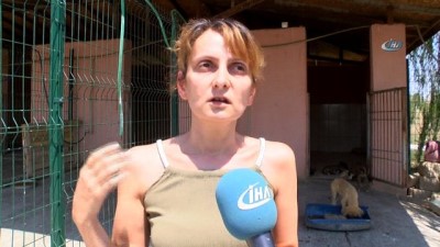ilac tedavisi -  Denizli hayvan barınağında yürek sızlatan görüntü  Videosu