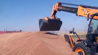 asad - Buğday hasadı - MUŞ  Videosu