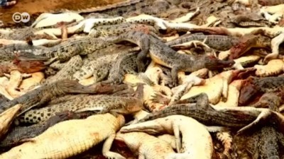 timsah - Endonezya'da timsah çiftliğinde katliam  Videosu
