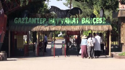 hayvanat bahcesi - Hayvanat Bahçesi'nde 'yavru' sevinci - GAZİANTEP  Videosu