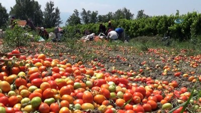 sel baskinlari -  Salçalık domatesin ekimi yüzde 50 düştü  Videosu