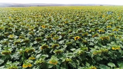 asiri yagis -  Ayçiçeği üreticisi bu yıl umutlu  Videosu