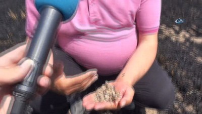 tarim arazisi -  Çiftçilere 'Anız yakma, geleceğini yakarsın” uyarısı  Videosu