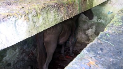 kurtarma operasyonu -  - Abhazya'da At Kurtarma Operasyonu  Videosu