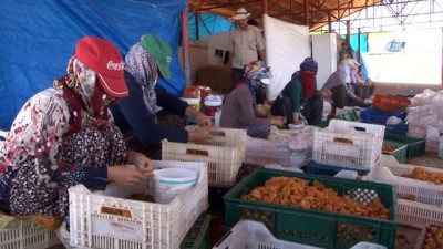 mevsimlik isci -  Kayısı, kadınlar için iş kapısı oldu  Videosu