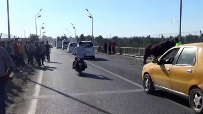 korkuluk - Şanlıurfa'da kaçan boğa zor anlar yaşattı Videosu