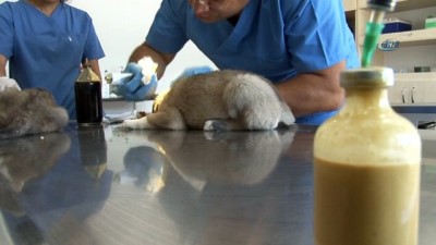 hayvan sevgisi -  Korkunç olay...Yeni doğmuş 8 yavru köpeğin kulaklarını kesip gece yarısı hayvan barınağının önüne bıraktılar  Videosu