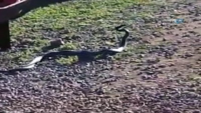 kacis -  Mahallenin ortasında yılanların dansı  Videosu