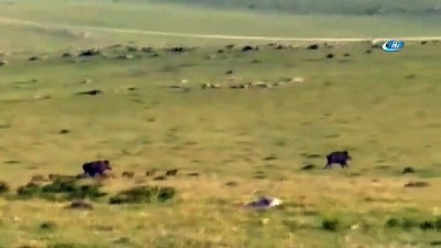 olumsuz -  - Ardahan'da domuz sürüsü görüntülendi  Videosu