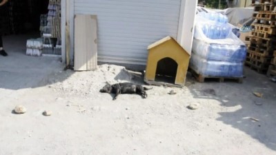 emniyet muduru -  İşyerinin önünde bağlı köpeği taşlayıp öldürdüler  Videosu