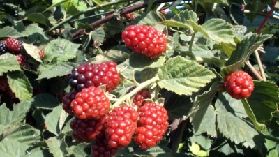 asad - Mersin'de böğürtlen hasadı başladı  Videosu