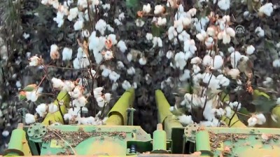 politika - Pamukta 1 milyon tona doğru - İZMİR  Videosu