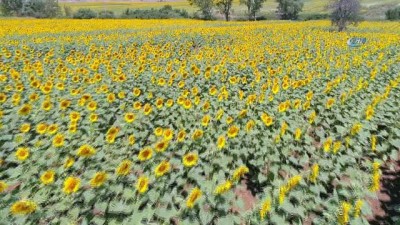 gun isigi -  Trakya’nın “Sarı Gelin”i çiçek açtı  Videosu