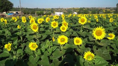 erimli - Yağışlar ayçiçek üreticisini sevindirdi - TEKİRDAĞ  Videosu