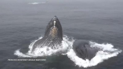 balina - Kambur balinaların dans gösterisi  Videosu