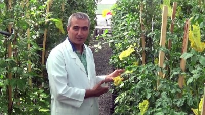 anavatan - Niğde'de 'mor patates' üretildi Videosu
