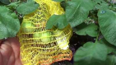 biyoloji -  Üniversite ‘Mor Patates’ geliştirdi  Videosu