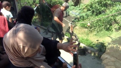 hayvanat bahcesi - Dişi tamarine yurt dışından eş bulundu - İSTANBUL  Videosu