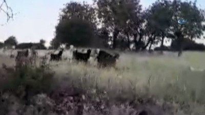 agacli -  Yavru kangal kaybolan keçileri bulup sahibine teslim etti Videosu
