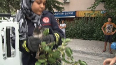 kadin itfaiyeci -  Ağaçta mahsur kalan yaralı karganın imdadına kadın itfaiyeci yetişti  Videosu