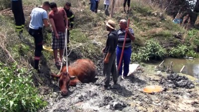 kurbanlik hayvan -  Dereye batan inek bir buçuk saatte kurtarıldı  Videosu