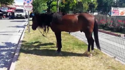 zabita -  Zabıta ağaca bağlanan atın sahibini aradı  Videosu