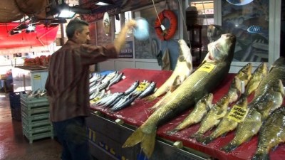 dev turna baligi -  Elazığ’da sezonun ilk dev turna balığı yakalandı  Videosu