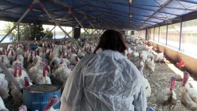 2008 yili - Kocasından devraldığı hindi çiftliğini üç kat büyüttü - İZMİR  Videosu