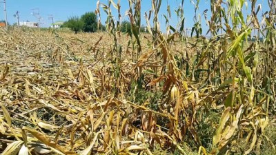 tarim arazisi - Osmaniye'deki tarım arazilerinde hasar tespit çalışması - OSMANİYE  Videosu