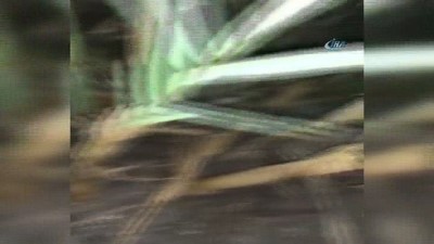 naylon poset -  Yavru Caretta Carettalar vatandaşlar tarafından denize ulaştırıldı  Videosu