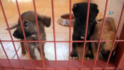  Bitkin halde bulunan 20 yavru köpek koruma altına alındı 