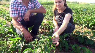 ekinezya -  Karı koca birlikte şifa ekiyor  Videosu