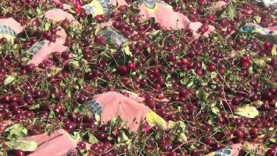 golgeli -  Bayburt’ta vişne hasadı başladı  Videosu
