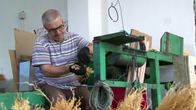 baglama - Hasat edilen süpürge otları bağlanmaya başladı - EDİRNE  Videosu