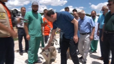 sokak hayvanlari -  Konya’da başıboş köpekler ücret ödenerek sahiplendiriliyor  Videosu