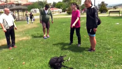 haziran ayi - Avusturyalı gezgin kaybettiği köpeğine kavuştu - ZONGULDAK  Videosu