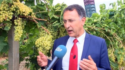 salar -  Çekirdeksiz üzümün Türkiye’deki ilk hasadı Buldan’da başladı  Videosu