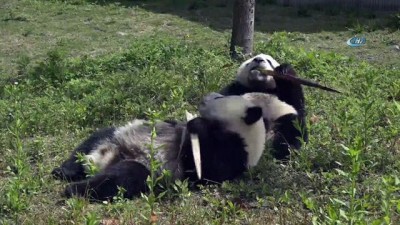  - Çin Yavru Pandaların İsmine Yarışmayla Karar Verecek
- Çin'den Yavru Pandalara İsim Yarışması 